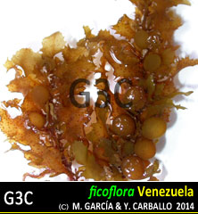 Sargassum polyceratium